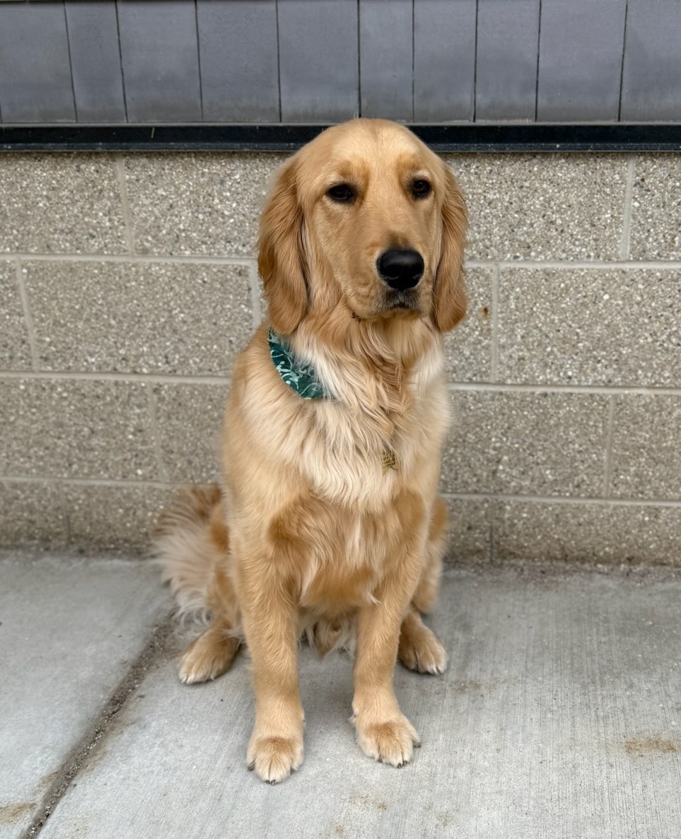 Bowdie Hendrickson