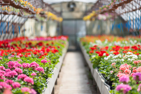 rows of flowers