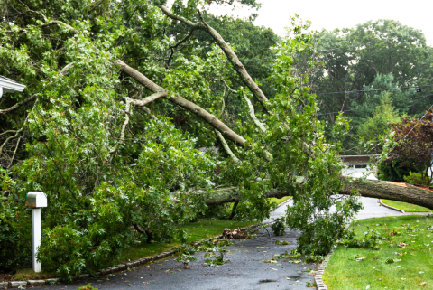 Fallen Tree Damage